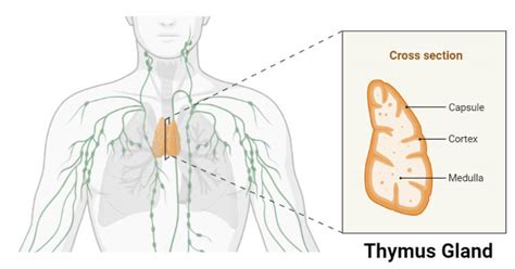 thymus gland in spanish|THYMUS .
